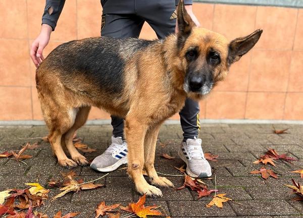 GIANNA PASTORE TEDESCO Foto 4